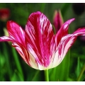 Tulip Zomerschoon (old tulip 1620)